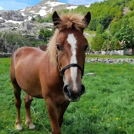 Katun Mokra & Horseback Riding Podgorica