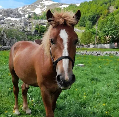 Katun Mokra Accommodation&horseback Riding Podgorica