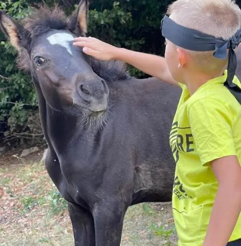 Katun Mokra Accommodation&horseback Riding *